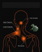 Anatomy diagram of neck and shoulder muscle zones targeted by the massager