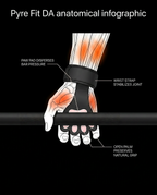 Anatomical infographic showing paw grip dispersing bar pressure on the palm
