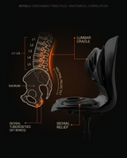Anatomy diagram showing the seat aligning the spine and relieving the sit bones