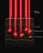 Diagram of red light red light reaching skin mitochondria to boost ATP energy