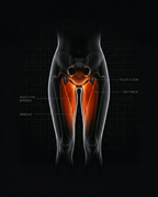 Anatomy diagram highlighting adductor and pelvic floor muscles worked by the trainer