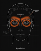 Anatomy diagram of facial muscles and nerves targeted by the eye massager