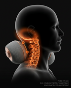 Anatomical diagram showing the neck pillow targeting the cervical spine