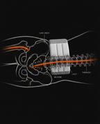 Anatomy diagram of the lumbar cushion supporting the hip and spine chain