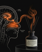 Diagram of diffuser scent reaching the olfactory bulb and limbic system