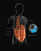 Anatomy diagram of core muscles engaged by the water stability ball