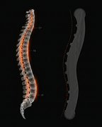 Diagram comparing the spine's curve to the sauna backrest's S-shaped lumbar support