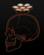 Diagram of the 7D shaver head following the curved skull contour for close shaving