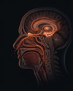 Diagram of scent traveling from the nose to the limbic brain