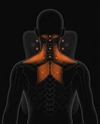Anatomy map highlighting neck and shoulder muscles targeted by the massage cushion