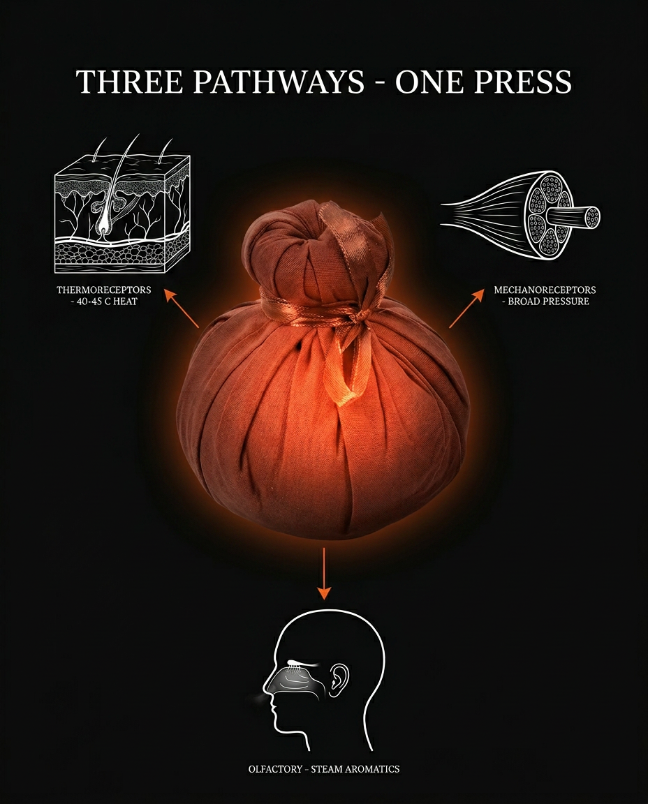 Diagram of the herbal compress three pathways: heat, pressure and aroma