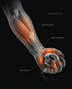 Anatomy diagram of a forearm gripping the gyro ball, highlighting flexor muscles