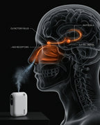 Anatomy diagram of diffused scent reaching the olfactory bulb