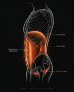 Anatomy diagram of core muscles engaged during Pilates bar workouts