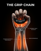 Anatomy overlay of forearm muscles activated by squeezing the grip ring